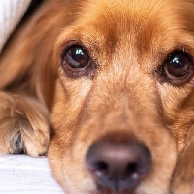 Engelse Cocker Spaniel