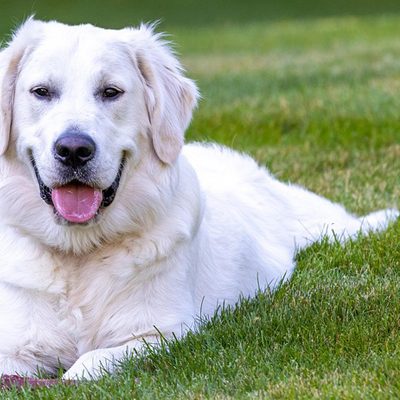 Golden-Retriever-hond