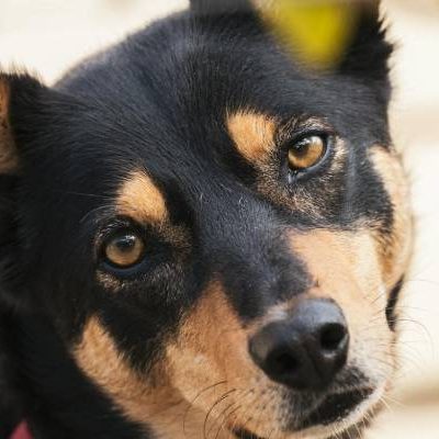 Hond Australische Kelpie