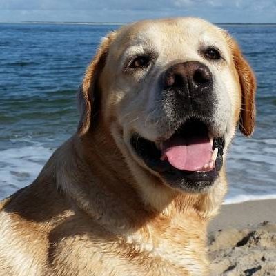 Labrador Retriever hondje