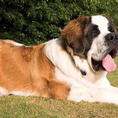 Sint Bernard hond