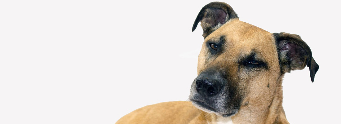 black-mouth-cur