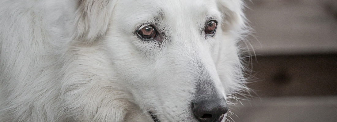 eskimo dog canadian