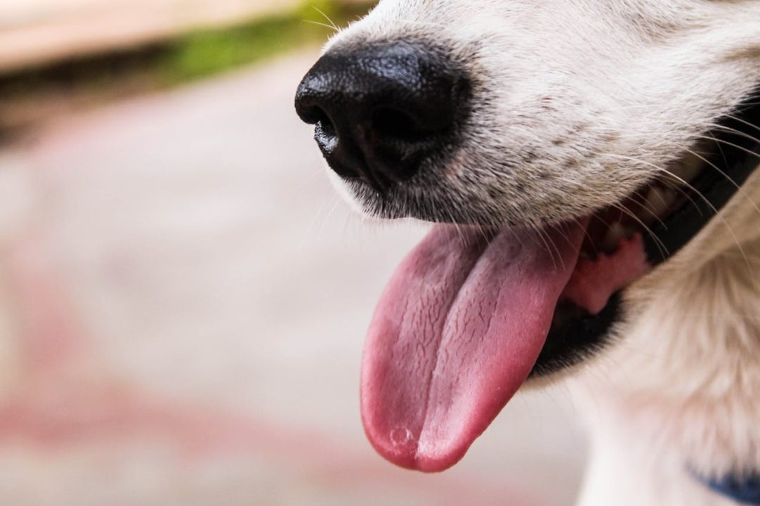 hond blaft bij elk geluid