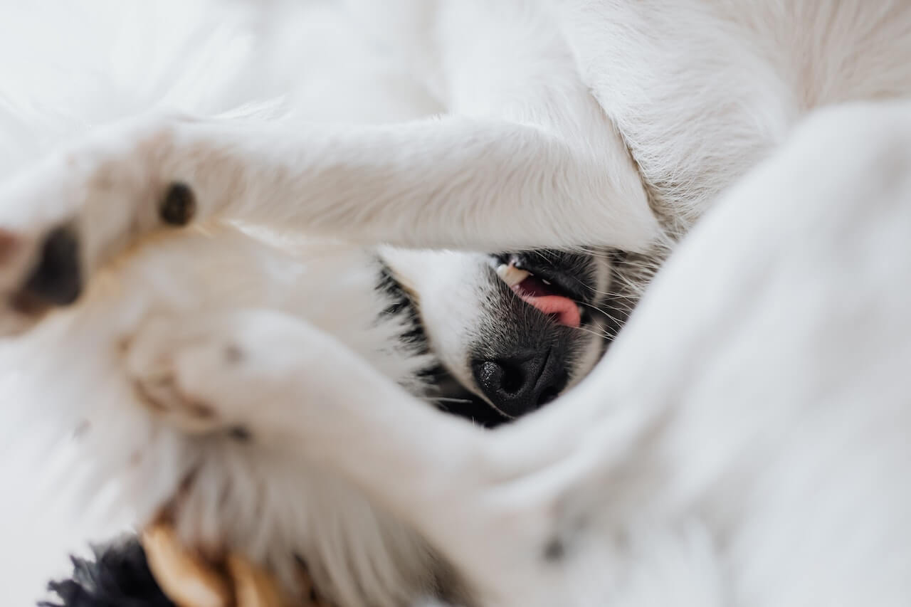 hond op zijn rug liggen als je hem aait