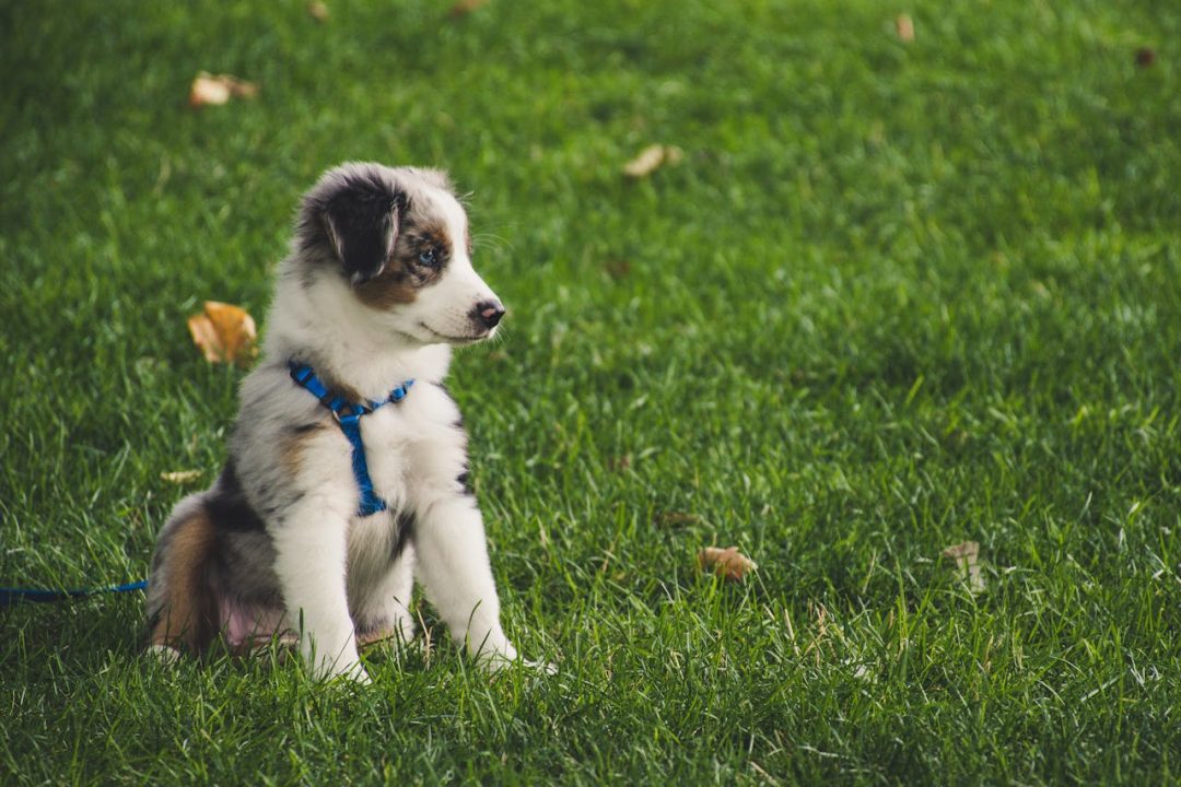 puppytraining opvoeden
